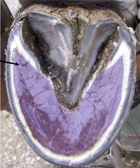 <p>what is the purple</p>