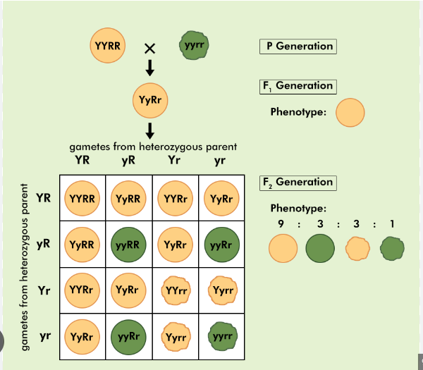 what is this punnett square an example of?
