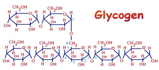 <ul><li><p>is a polymer of glucose monomers. </p></li><li><p>linked by glyosidic bonds. </p></li><li><p>Glycogen is the major storage of carbohydrate in animals.</p><p></p></li><li><p>The diagram shows monomers of glucose linked together by glycosidic bond to form a polymer of glycogen.</p><p></p></li><li><p>As Glycogen is the major storage of carbohydrate in animals, </p><ul><li><p>it is stored in their liver and muscles. </p></li><li><p>Humans get energy by hydrolyses (breakdown) of glycogen to glucose.</p><p></p></li></ul></li></ul><p></p>