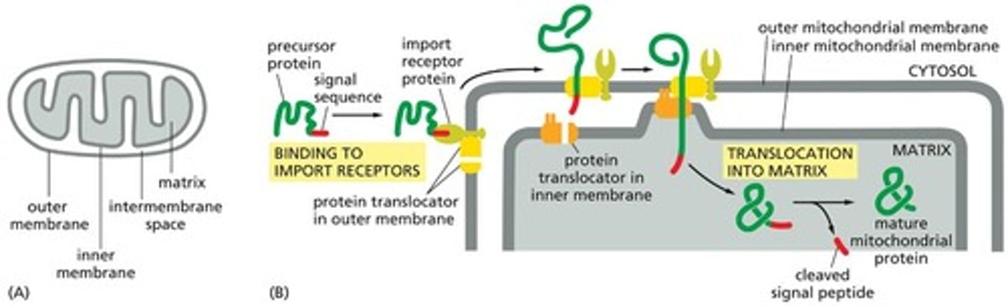 <p>Proteins that must unfold to enter mitochondria and are recognized by receptors in the outer mitochondrial membrane.</p>