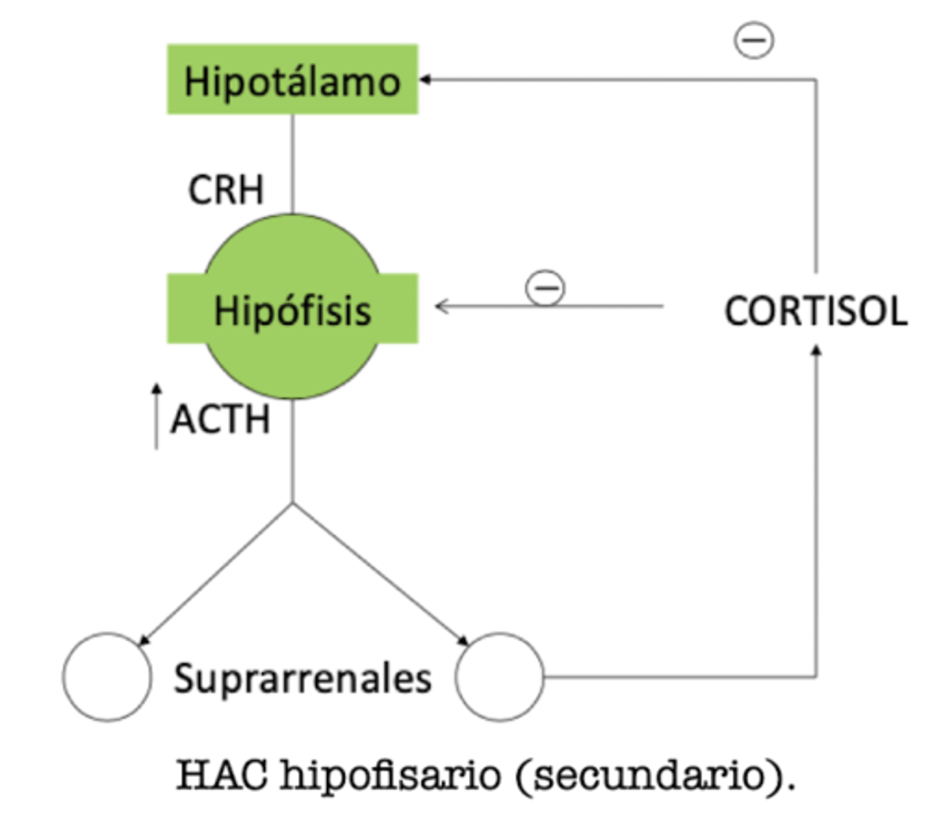 <p>HAC secundario/ hipofisario</p><p>por el feedback positivo desde el hipófisis</p>