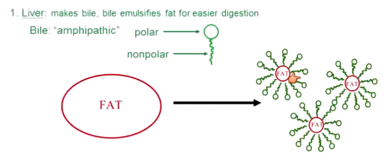 <p>Emulsifies fat for easier digestion</p><p>Fat wants to clump in fat globs → hard to digest → bile is amphipathic and breaks big fat globs into small ones → easier to digest</p><p>Does not actually digest anything</p>