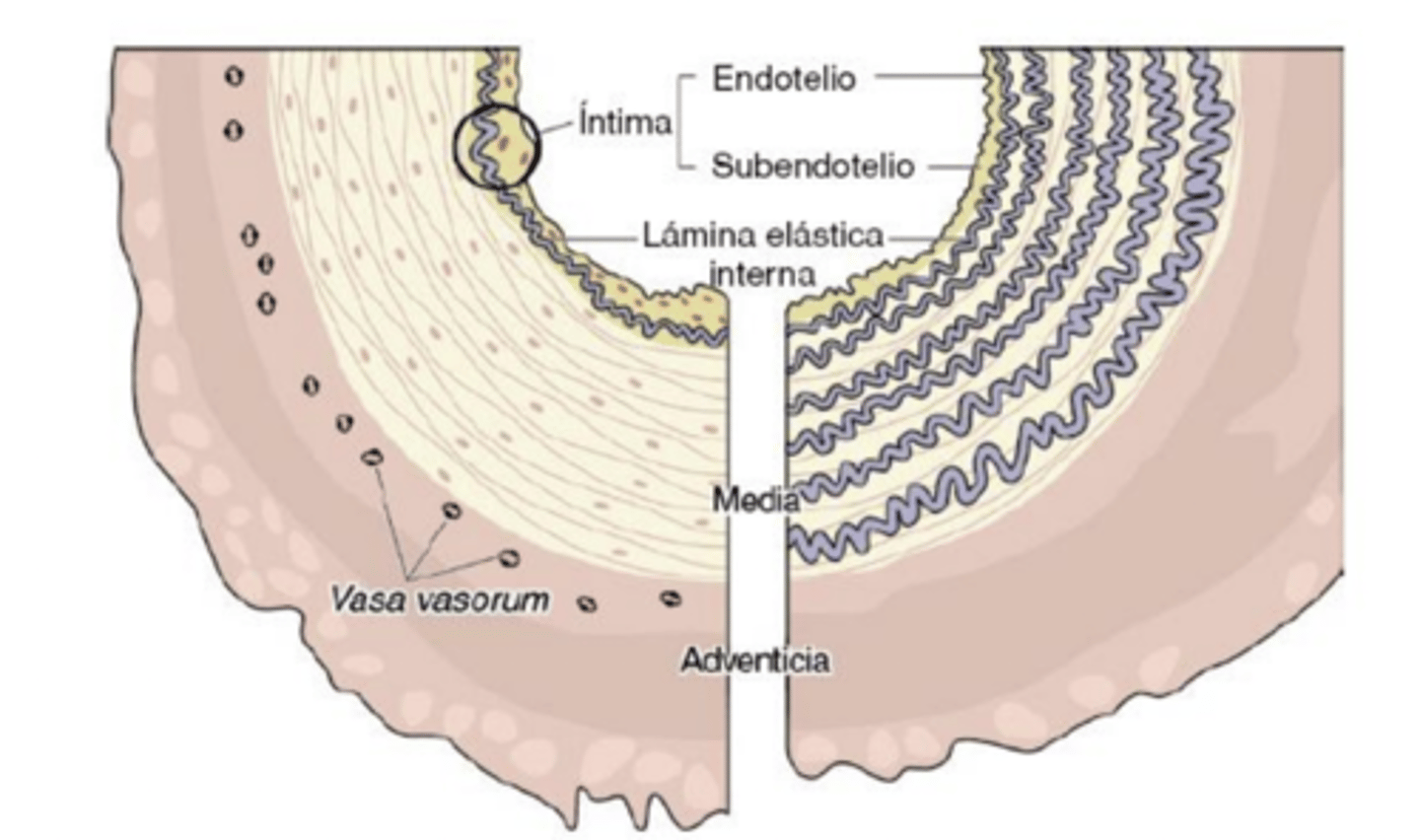 <p>which is a muscular artery? why?</p>
