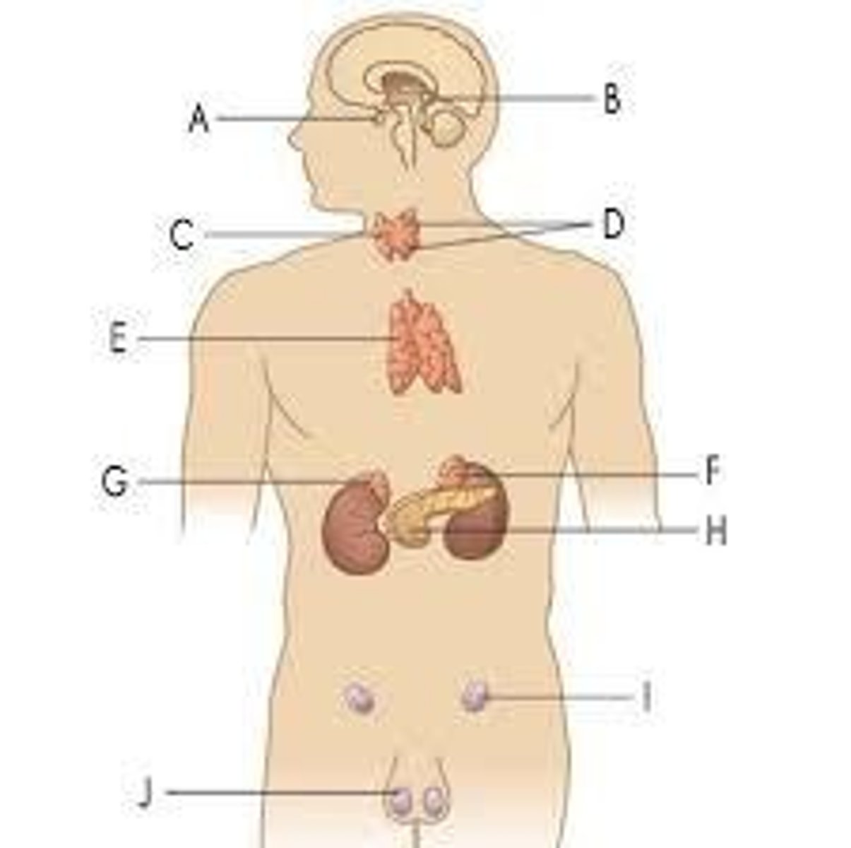 <p>Which artery normally do we take blood pressure?</p>