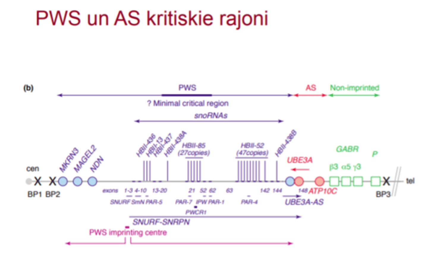 <p>Rett syndrome and Angelman syndrome share overlapping clinical features with autism including developmental delay, language impairment, seizures and stereotypic behaviors.</p><p>UBE3A blakus ir UBE3A antisensa gēns, kas tikai no paternālās hromosomas ekspresējas un nomāc UBE3A ekspresiju</p>