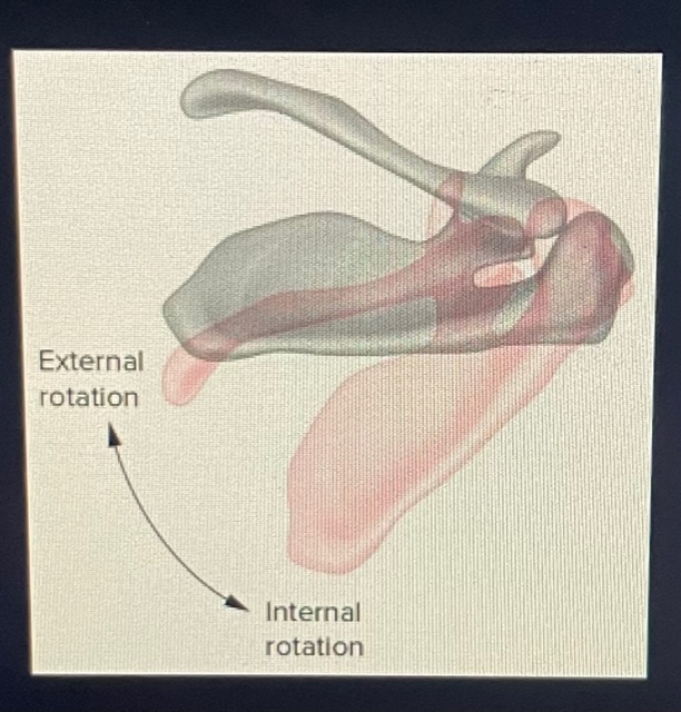 <p>Internal Rotation (lateral tilt)</p><ul><li><p>During abduction, scapula rotates about vertical axis resulting in posterior movement of medial border &amp; anterior movement of lateral border</p></li></ul><p>External rotation (medial tilt)</p><ul><li><p>During extreme adduction, Scapula rotates about its vertical axis resulting in anterior movement of the medial border &amp; posterior movement of lateral border</p></li></ul>