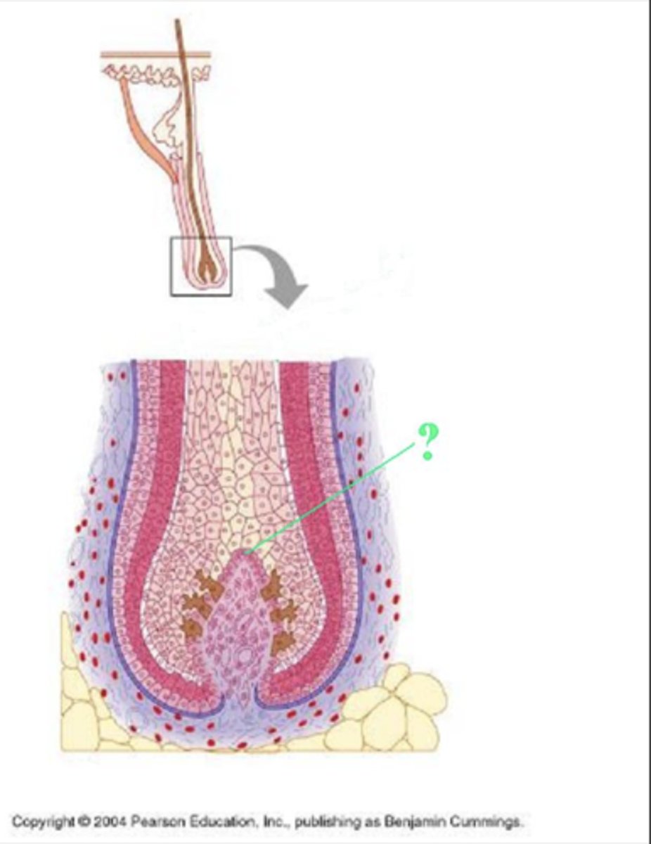 <p>hair matrix</p>