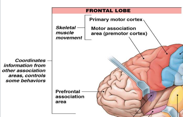 <p>has primary motor cortex, motor association area (premotor cortex) for skeletal muscle movement</p><p>prefrontal association area</p><p>your personality is in this area of the brain </p>