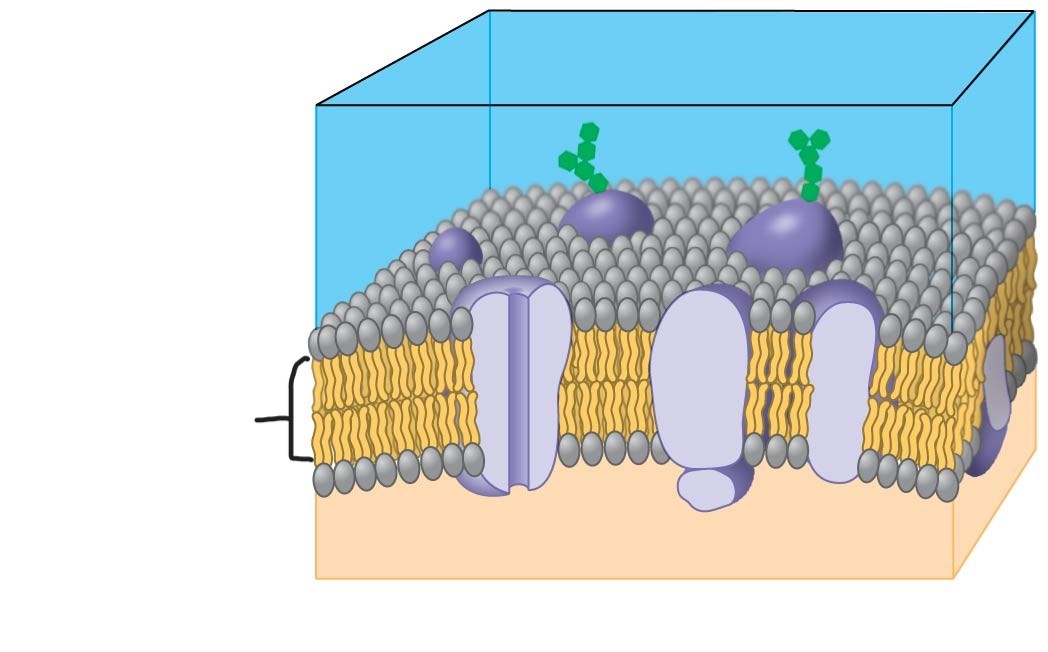 <p>5 plasma membrane </p>