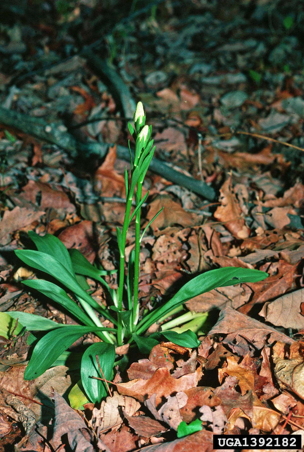 <p>A perennial plant recognized for its unique flowers and pointed leaves, growing in moist areas. Chamaelirium luteum, white, not the purple one.</p>