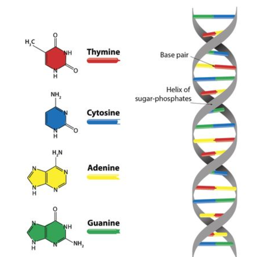 <p>Consists of two polynucleotides</p><ul><li><p>Forms the double helix</p></li><li><p>Strands are antiparallel (parallel but moving in opposite directions) and held by hydrogen bonds between bases</p></li><li><p>Cytosine - guanine; adenine - thymine</p></li></ul>