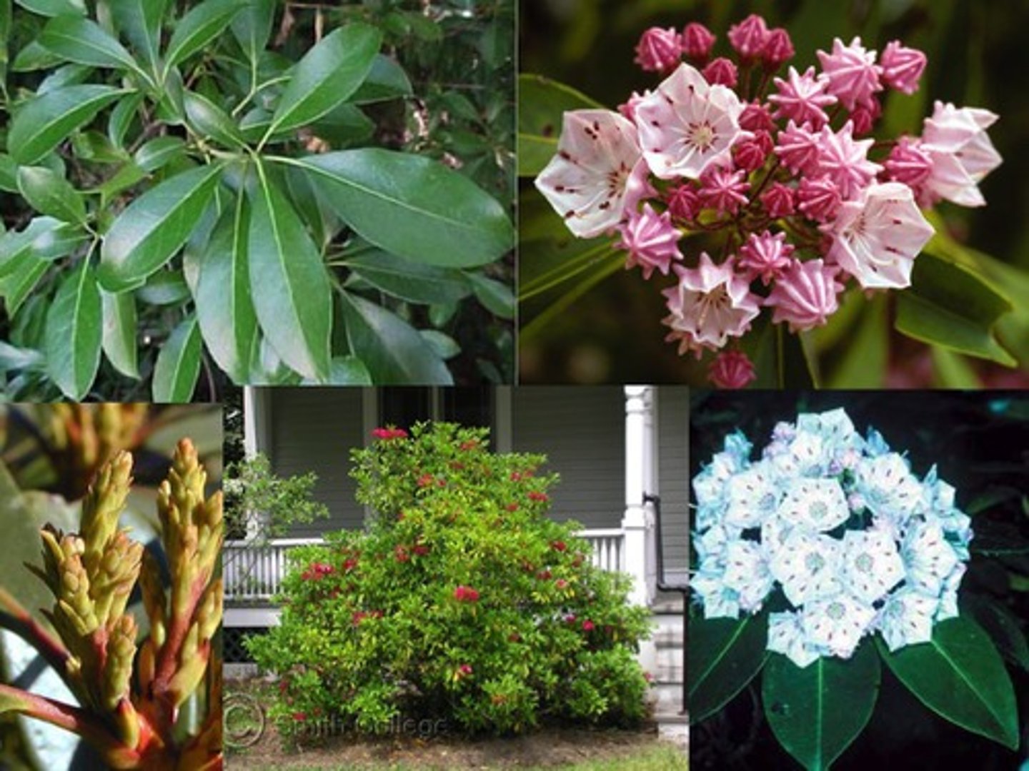 <p>An evergreen shrub with round flowers that grows on rocky slopes and mountainous forest areas.</p>
