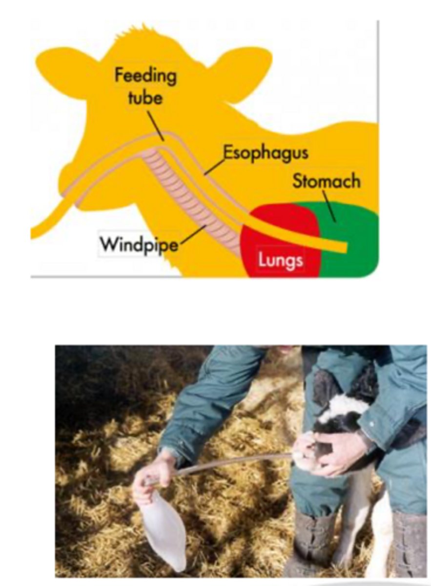 <p>what is the ideal colostrum feeding protocol</p>