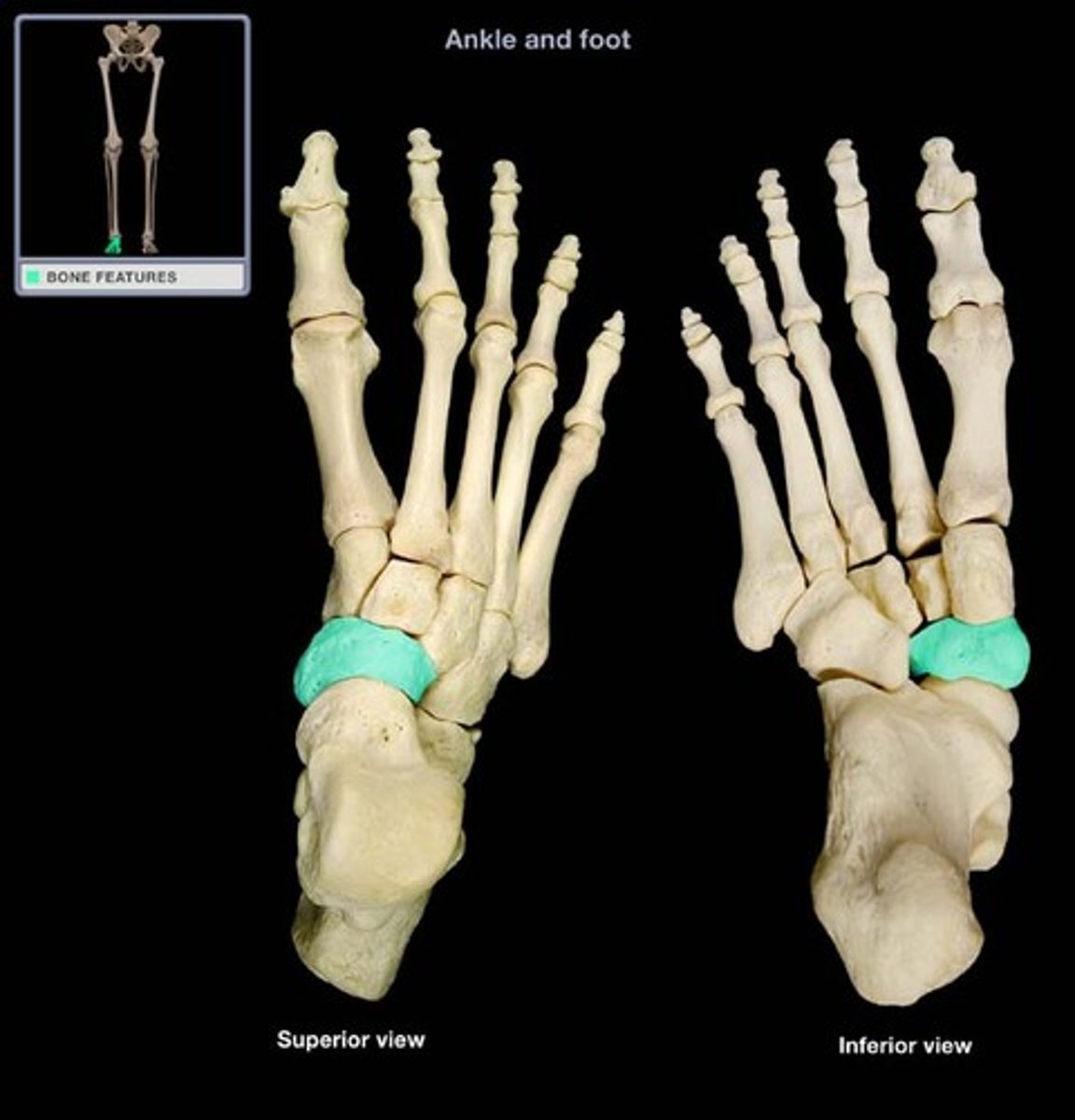 <p>- name means "boat"</p><p>- Irregular-shaped tarsal bone</p><p>- Concave proximal surface articulates with talus</p><p>- Convex distal surface articulates with cuneiform bones</p><p>- Prominent tuberosity on medial side = provides attachment for tibialis posterior muscle</p>