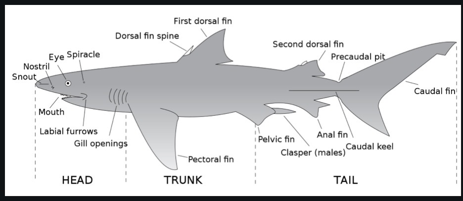 <p>33. label all features of a shark</p>
