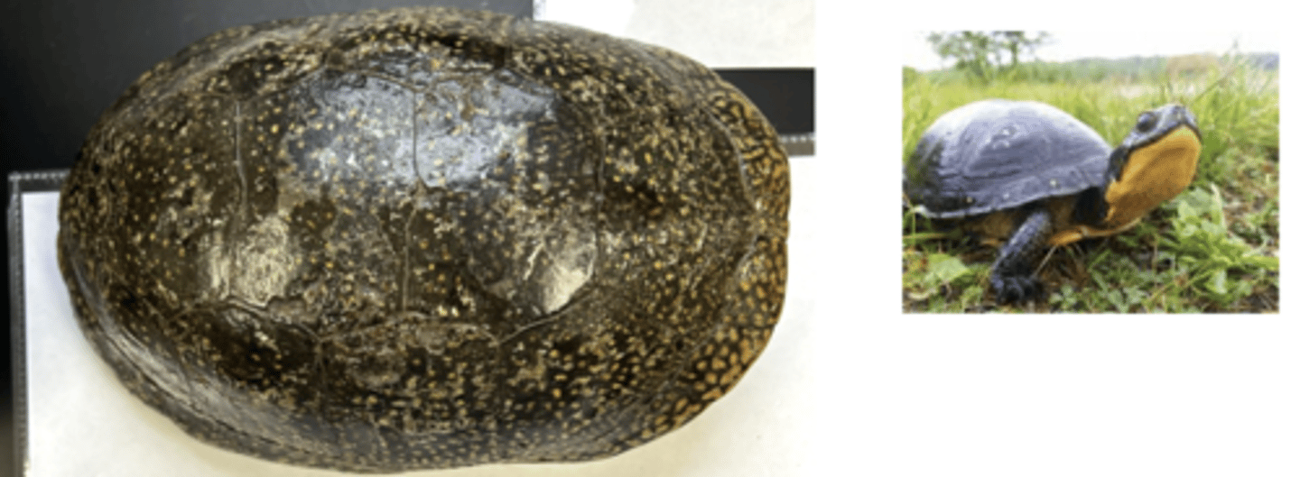 <p>why are blandings turtles endangered?</p>