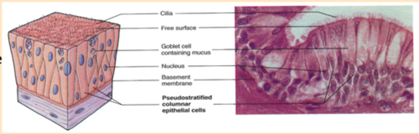<p>-Location: Lining of the nose, sinuses, pharynx, trachea, bronchi</p><p>-Structure: Single layer of irregularly-sized cells (some reach the free surface; others do not); ciliated and associated with goblet cells</p><p>-Function: Secretion (mucus); mucus movement (via cilia)</p>