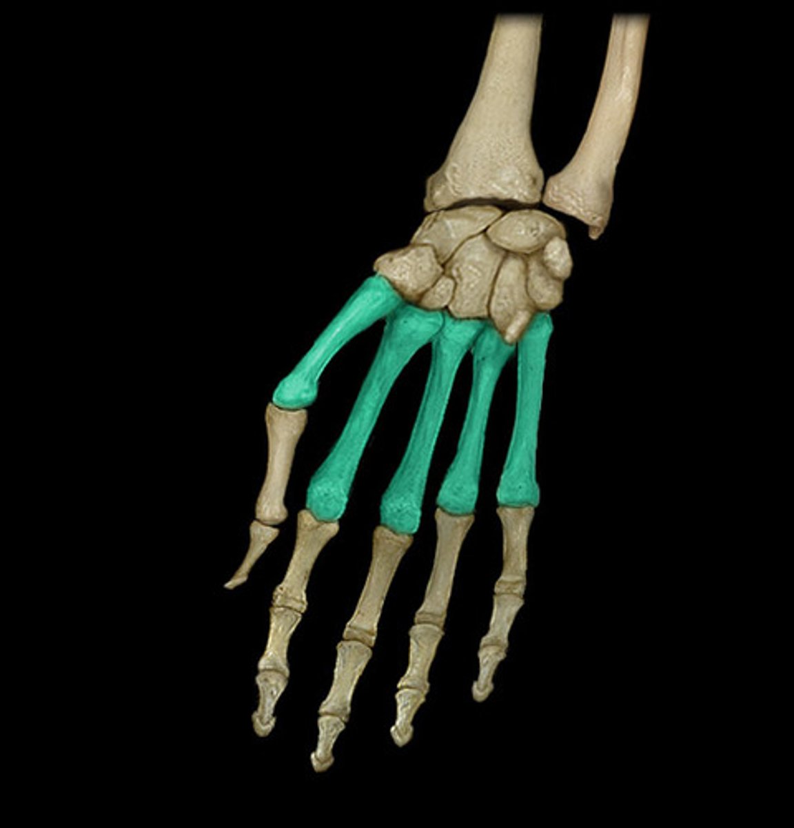 <p>one of the five long bones that form the palm of the hand; numbered 1-5, starting on the lateral (thumb) side of the hand</p>