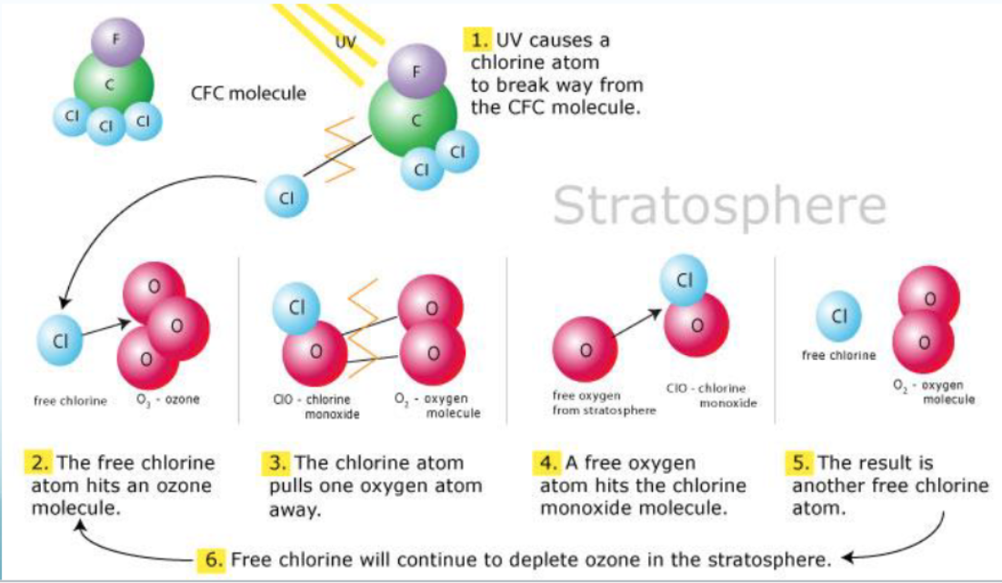 Breakdown of ozone by CFCs