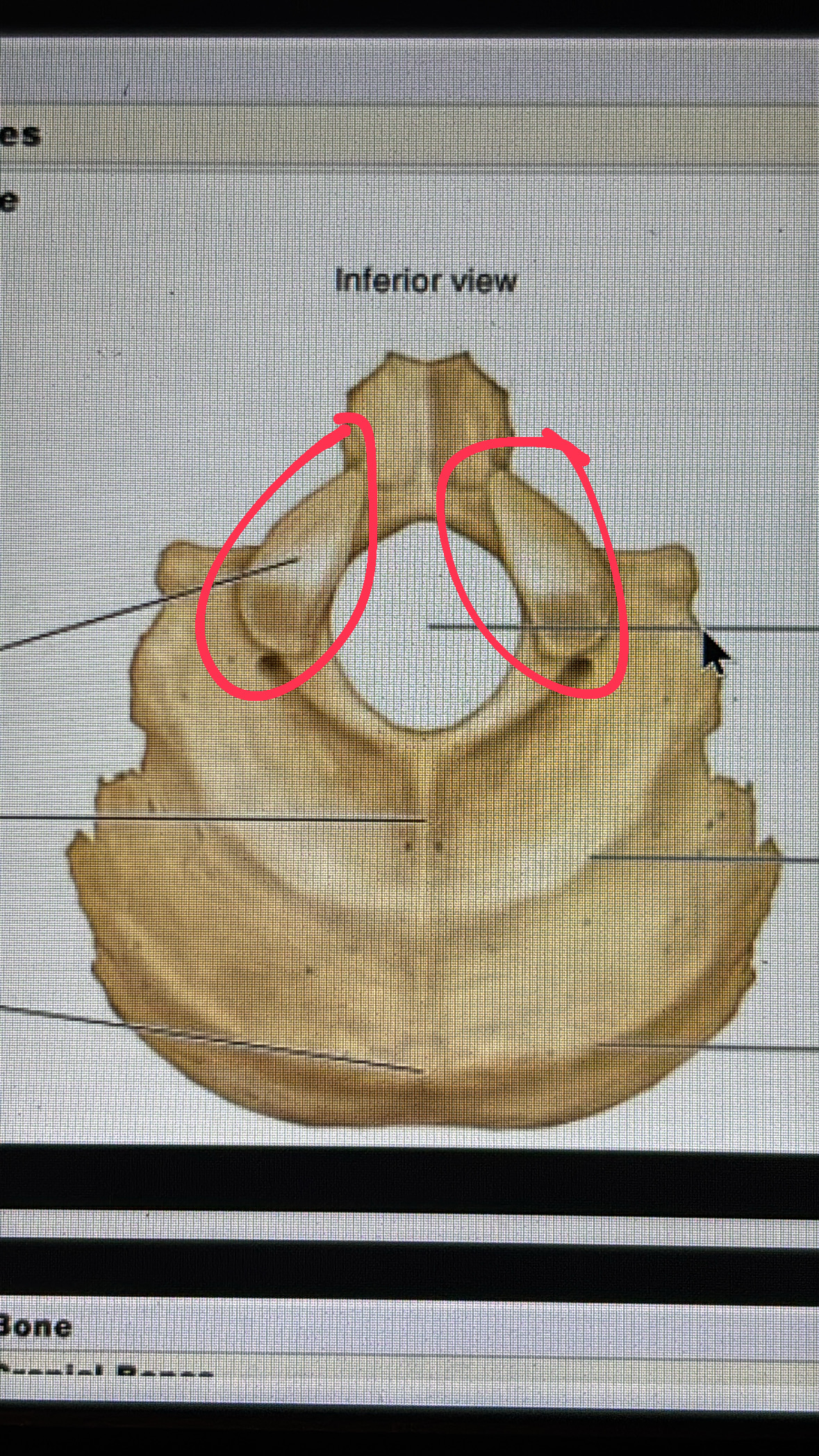 <p>seed shaped bones on the bottom of skull</p>