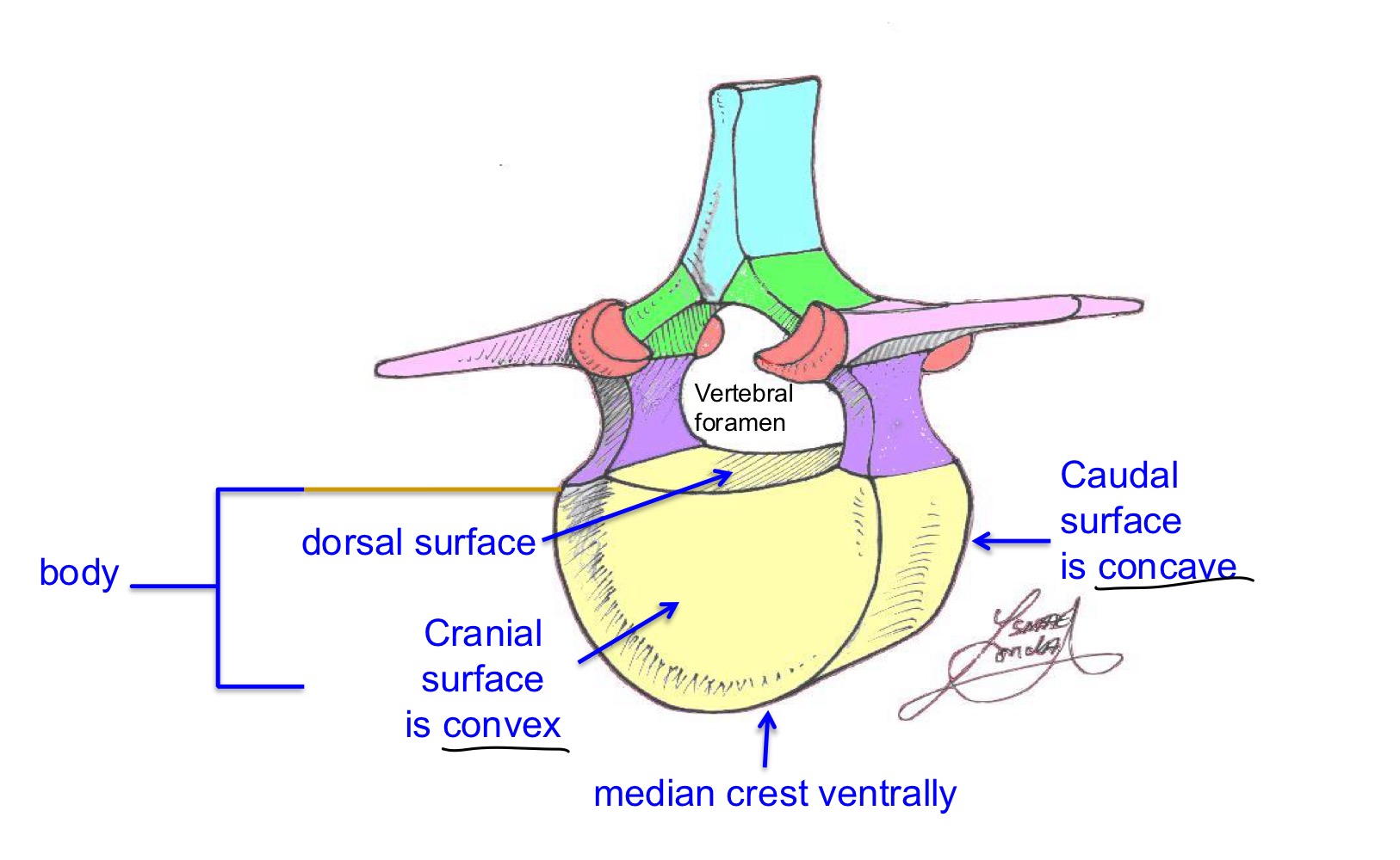 <p>dorsal surface, ventral median crest, concave caudal surface, convex cranial surface</p>