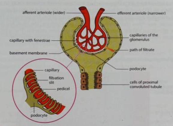 <ol><li><p>The wall of the capillary is a single layer of endothelium cells, with pores called <mark data-color="yellow" style="background-color: yellow; color: inherit">fenestrae.</mark></p></li></ol><p></p><ol start="2"><li><p>The basement membrane- acts as a selective barrier between the blood and the nephron.</p></li></ol><p></p><ol start="3"><li><p>The walls of the Bowman’s capsule is made of squamous epithelial cells called podocytes. Processes from each podocyte, called pedicels, wrap around the capillary, pulling it closer to the basement membrane. The gaps between the pedicels are called <mark data-color="yellow" style="background-color: yellow; color: inherit">filtration slits. </mark> </p></li></ol><p></p>