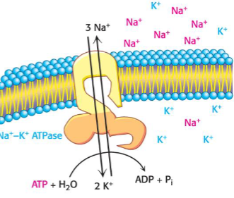 <p>Primary active transport: Na+/K+ pump</p>