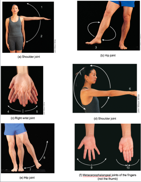 1. Abduction
2. Adduction