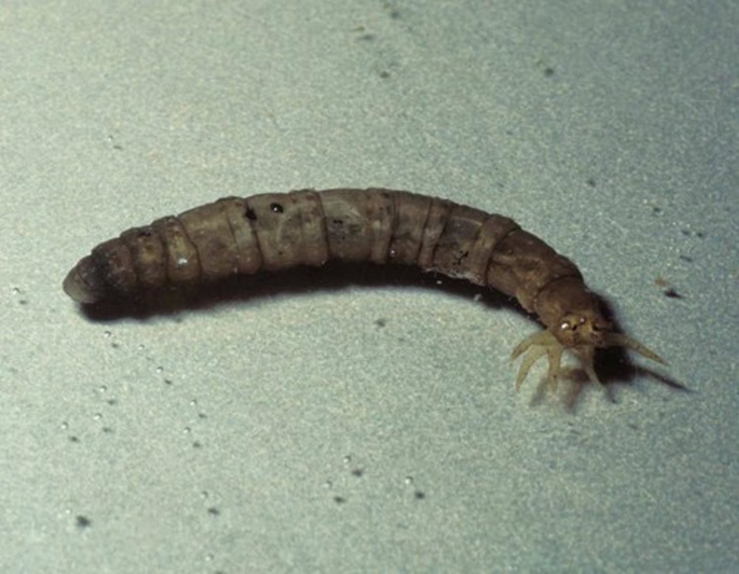 <p>tan, grey, greenish grubs, plump and segmented with definite head, tiny fleshy projections at hind</p>
