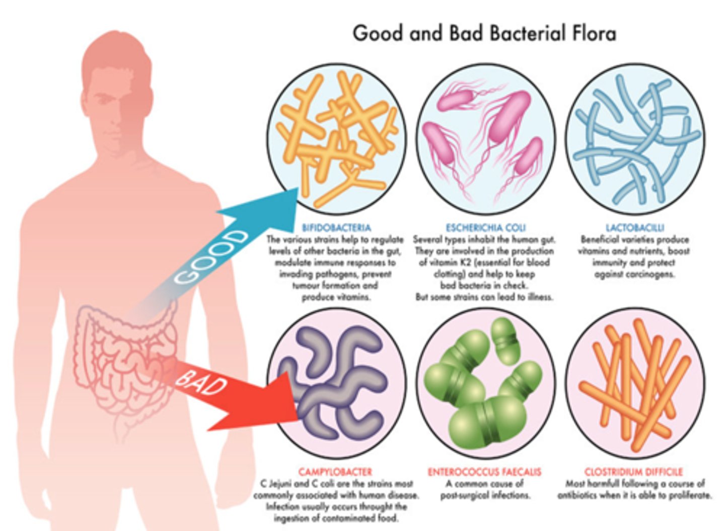 <p>Microorganisms in the large intestine that ferment indigestible carbohydrates and synthesize B complex vitamins and vitamin K</p>