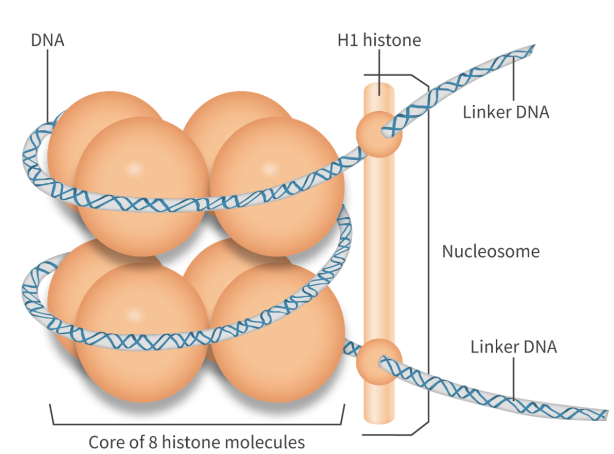 <ul><li><p>octamer of <strong>histones</strong> in the core</p></li><li><p><strong>DNA strand</strong> coils around the histones</p></li><li><p><strong>H1 linker histone</strong> secures the DNA strand, attched in the<strong> linker DNA</strong></p></li></ul><p></p>
