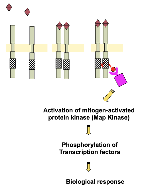 <ul><li><p>Adaptor proteins getting phosphorylated activates other molecules (e.g. mitogen-activated kinases - map kinases)</p></li><li><p>Map kinases are enzymes that get activated and further phosphorylate certain transcription factors which can then cause transcription leading to biological responses</p></li><li><p>Difference with ligand-activated is they do not need to bind to hormones (once phosphorylated are activated until they degrade)</p></li></ul><p></p>