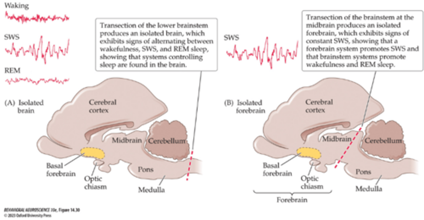 <p>Brainstem required for REM sleep</p><p>Caudal: Back of brain</p><p>Rostral: Front of brain</p>