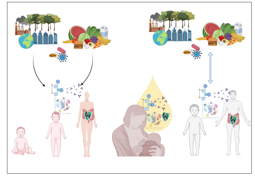 <p>LEFT IMAGE:</p><p>- we have an individual, which is the mother</p><p>- exposed to certain city, certain pathogens and that will change the physiology of the future mother</p><p>- She has antibodies against the microbes</p><p>- she has certain metabolites circulating from her microbiota</p><p>- all her physiology and metabolism is affected by the environment</p><p>.</p><p>RIGHT IMAGE:</p><p>- now the individual becomes a mother</p><p>- the milk encapsulates the whole environment from the whole history of the mother</p><p>- if the mother that eats something that will change her milk composition, if a mother is exposed to a microbe, we will see a change in antibodies</p><p>- the milk is a reflection of the whole environment</p><p>.</p><p>- and then the baby is receieving this environment (digested by mother) and that is then given as a source of information and hopefully then the infant is able to to become adult as well and respond to the environment</p>
