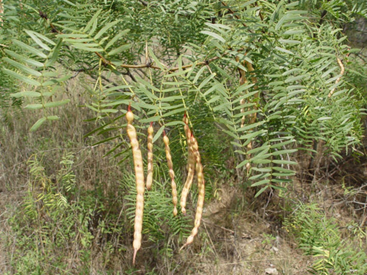 <p>Neltuma glandulosa, Fabaceae</p>
