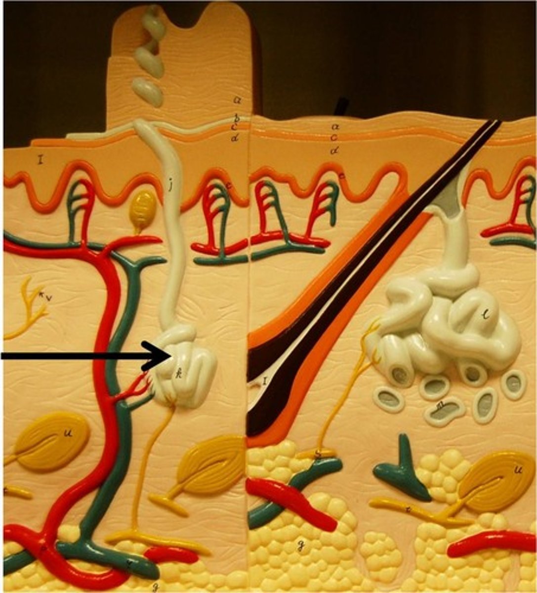 <p>Regulate body temperature through evaporation of sweat from the surface of the skin. The eccrine gland duct found all over the body opens directly onto the surface of the skin by an opening called a pore. The apocrine glands are attached to hair follicles and are controlled by hormones.</p>