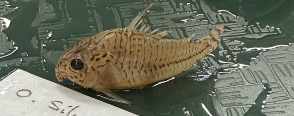 <p>Leopard Cory Catfish <strong>Order</strong></p>