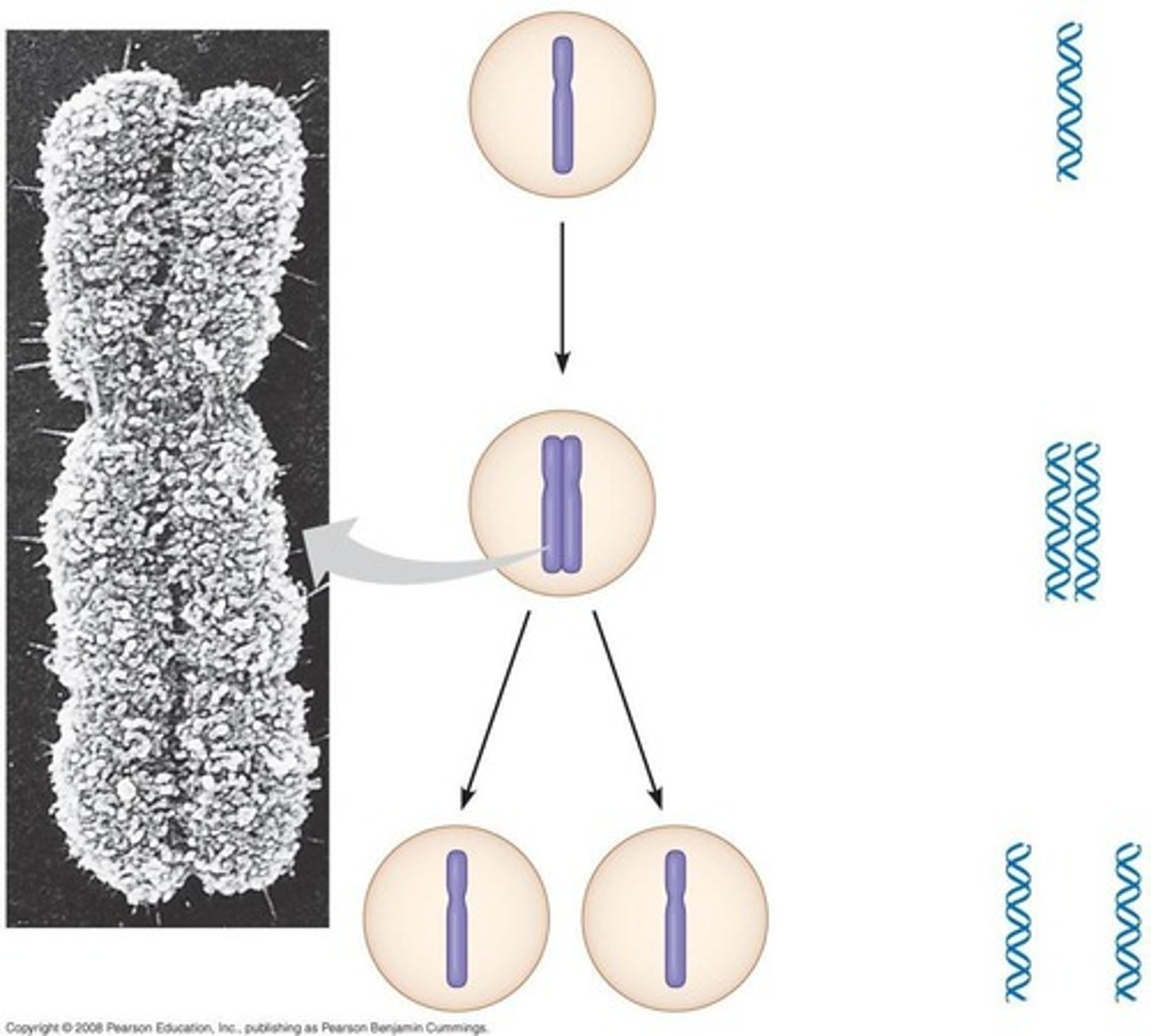 <p>Genetically identical daughter cells.</p>