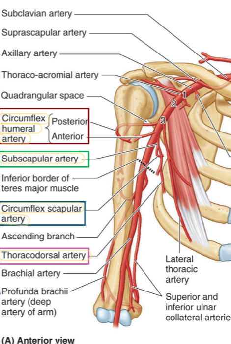 <ul><li><p>Starts from the lateral border of pec minor to inferior border of teres major</p></li><li><p>Contains the <strong>subscapular artery, </strong>which divides into <strong>circumflex scapular artery</strong></p></li><li><p>Also contains the <strong>thoracodorsal artery </strong>and <strong>anterior &amp; posterior circumflex humeral arteries</strong>.</p></li><li><p>Where you will find the quadrangular space</p></li></ul>