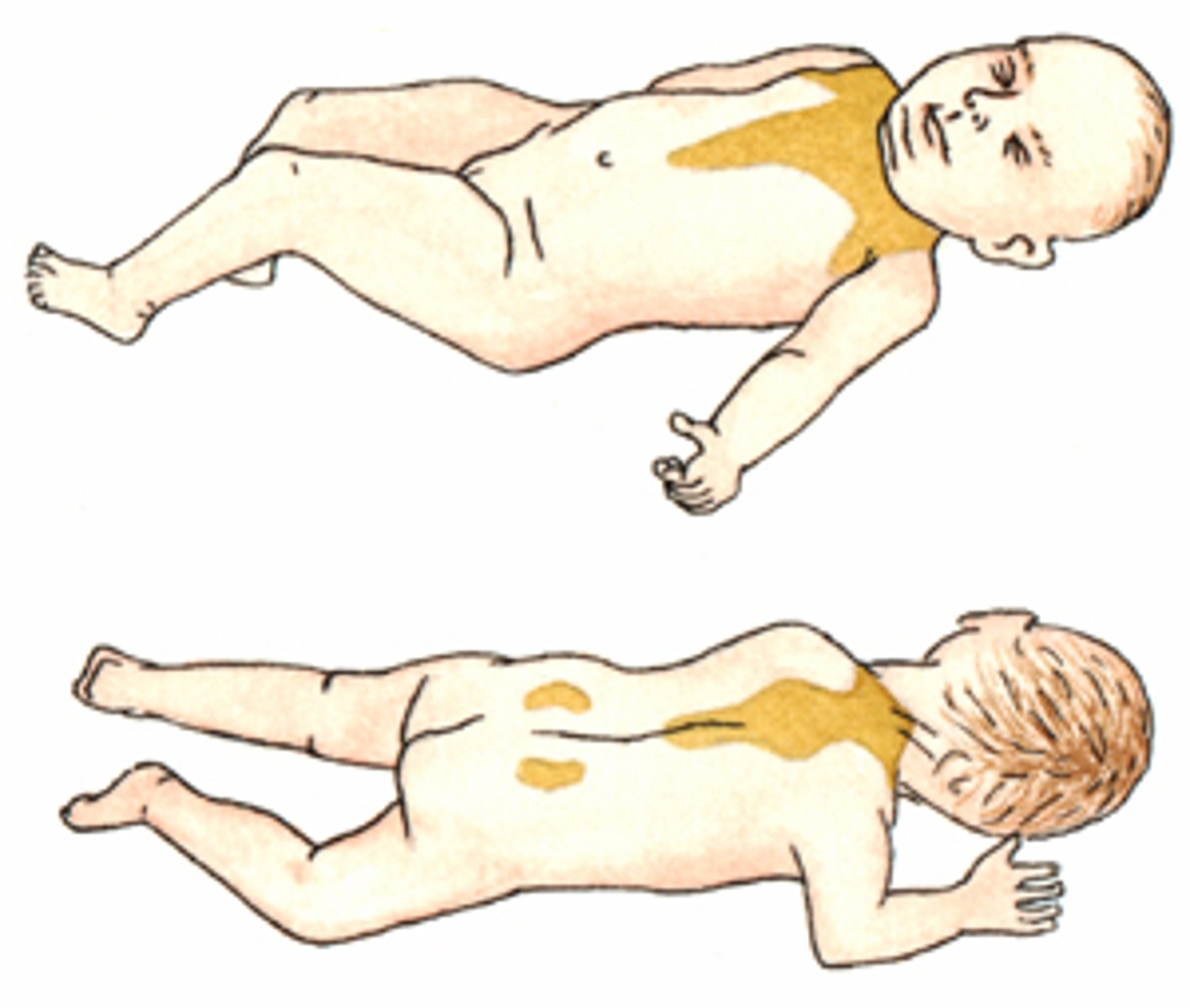 <p>some small mammals burn brown fat, which has many more mitochondria and generates more heat.</p><p>- found in hibernators and babies</p>