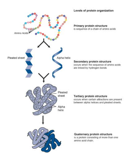 <p>This is the interactions reasons from multiple polypeptide subunits.</p><p>This is the final 3D arrangement of multiple polypeptide chains (called subunits) that associate to form a single, functional protein complex, like hemoglobin which has four subunits.</p><p>These subunits, which can be identical or different, are held together by non-covalent interactions such as hydrogen bonds, ionic bonds, and hydrophilic interactions, creating a higher level of functional complexity that is not presents in all proteins. </p>