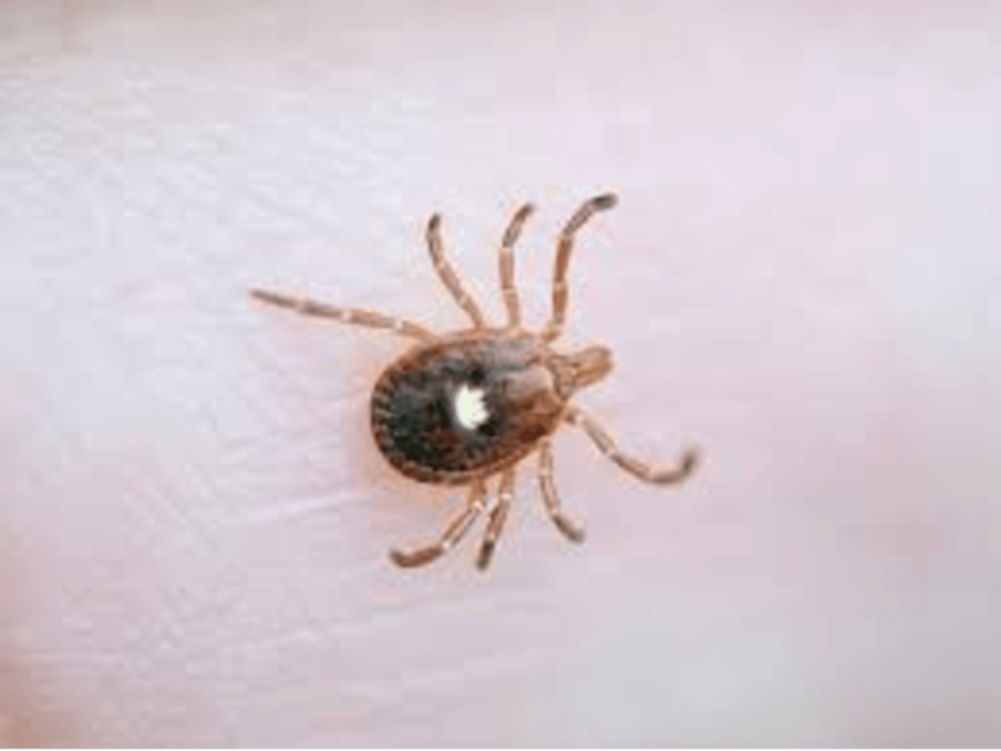 <p>white dot on back, eight legs, do not burrow into skin, hyptosome (feeding tube) has recurved teeth or barbs</p>