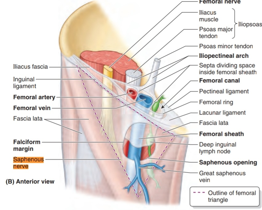<ul><li><p>An opening in the fascia lata, in upper medial thigh, for passage of the great saphenous vein, lymph vessels and small arteries</p><p></p></li></ul><p></p>