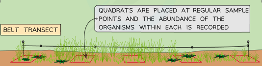 <p>Similar to the line transect method but a quadrat is laid down along the string and species populations are monitored. This gives information on abundance as well as presence, or absence of species.</p><p></p>