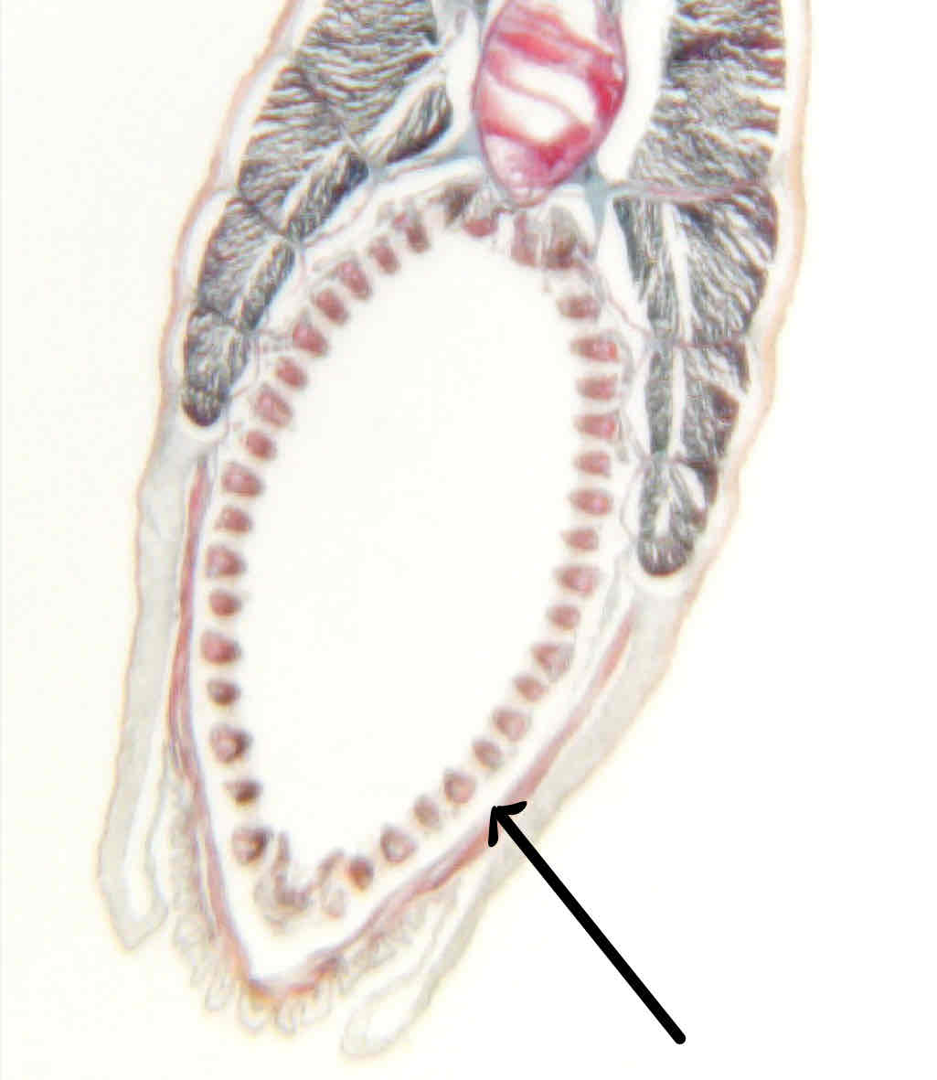 term image