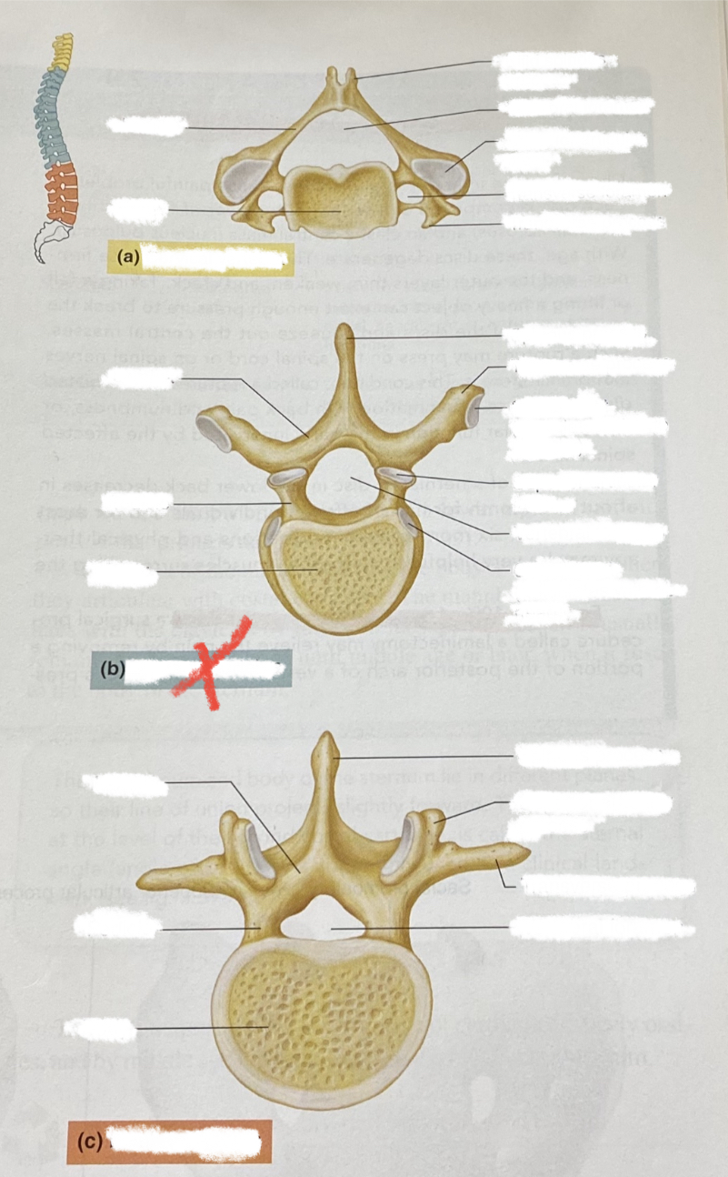 long processes with small body