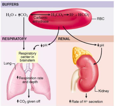<ul><li><p>Buffer systems: reacts immediately</p></li><li><p>Respiratory system: within minutes</p></li><li><p>Renal system: several days</p></li></ul><p></p>