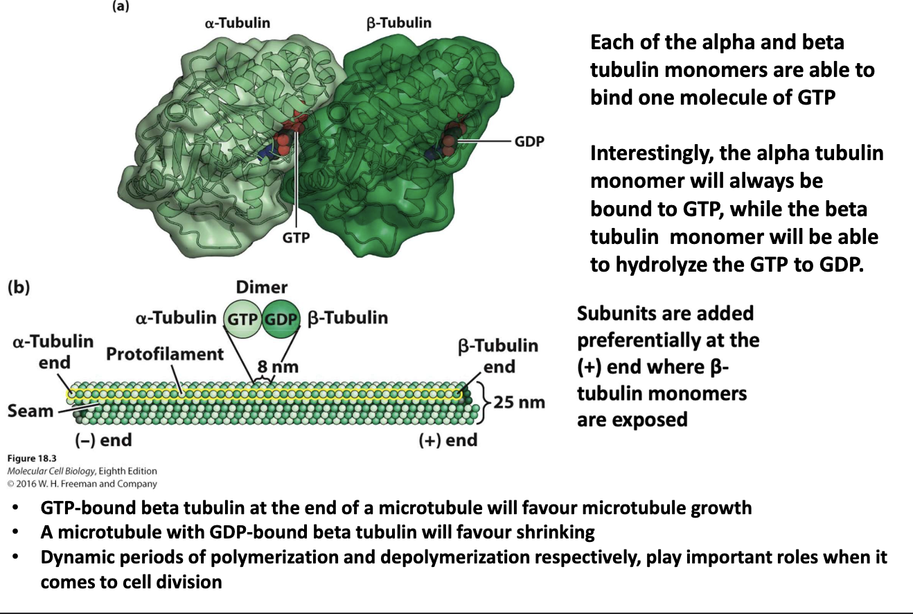 <ul><li><p>Alpha-tubulin: always bound to GTP (-) end</p></li><li><p>Beta-tubulin: can hydrolyze GTP → GDP (+) end</p></li><li><p>GTP-β-tubulin → promotes <strong>growth</strong></p></li><li><p>GDP-β-tubulin → promotes <strong>shrinkage</strong></p></li><li><p>Subunits added at (+) end (β-tubulin exposed)</p></li><li><p>Growth/shrinkage critical during <strong>cell division</strong></p></li></ul><p></p>