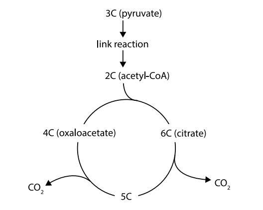 <ul><li><p>Happens in the matrix and mitochondrion </p></li><li><p>CO2 is removed </p></li><li><p>Hydrogen is removed in four reactions </p></li><li><p>ATP is produced directly in one of the reactions </p></li></ul><p></p>