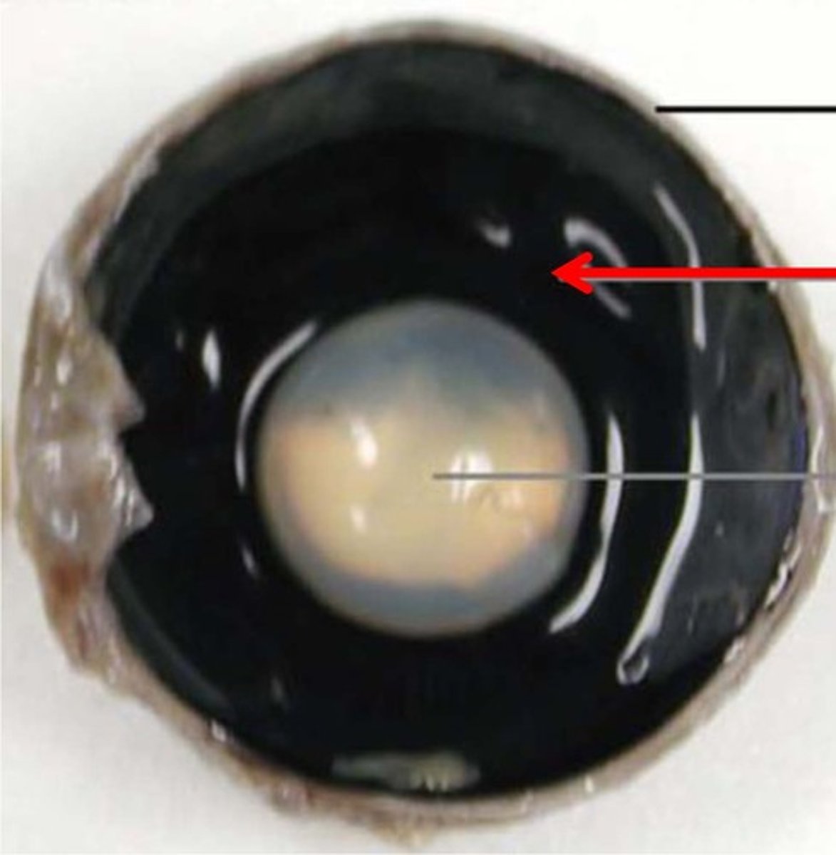 <p>enabling changes in lens shape for light focusing</p>